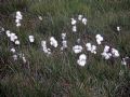 Eriophorum angustifolium